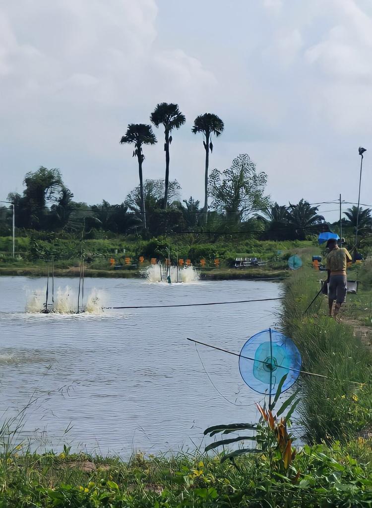 Tambak ikan dan udang Gampong Mee Pangwa